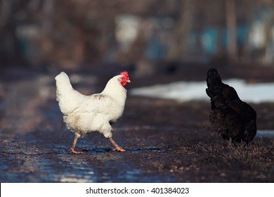 Chicken road demo in Netherlands